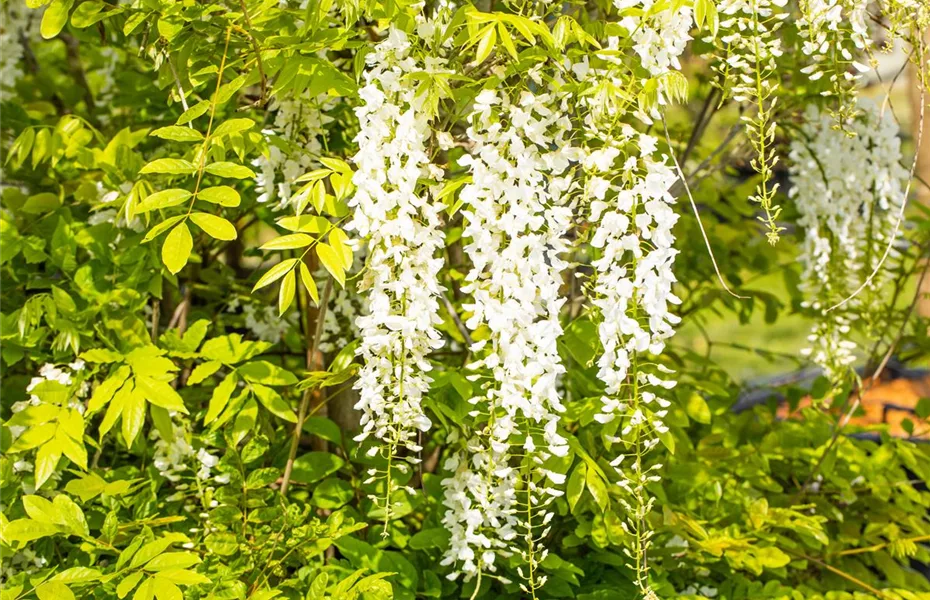 Kletterpflanzen pflegen und das Grün im Garten genießen