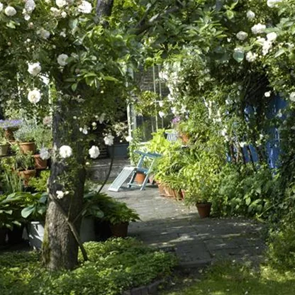 Kletterpflanzen im Garten - hoch hinaus und noch viel weiter!