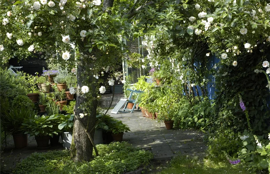 Kletterpflanzen im Garten - hoch hinaus und noch viel weiter!