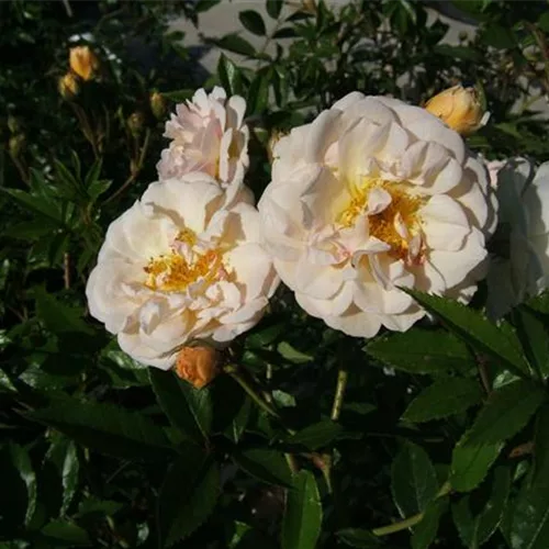 Strauchrose 'Ghislaine de Feligonde'