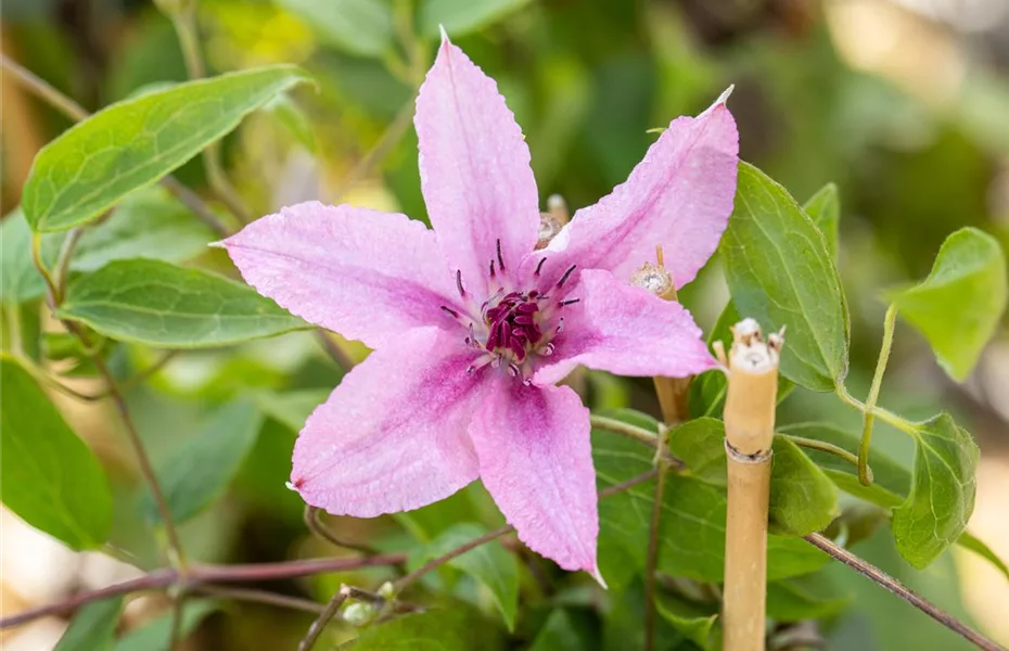 Gartengestaltung mit Kletterpflanzen – So wird’s märchenhaft