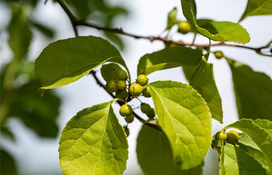 Gartengestaltung mit Kletterpflanzen – So wird’s märchenhaft