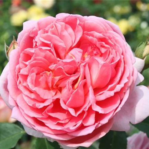 Strauchrose 'Boscobel'®