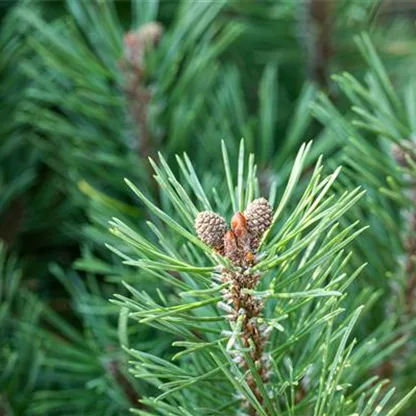 Die passenden Nadelgehölze für jeden Standort im Garten