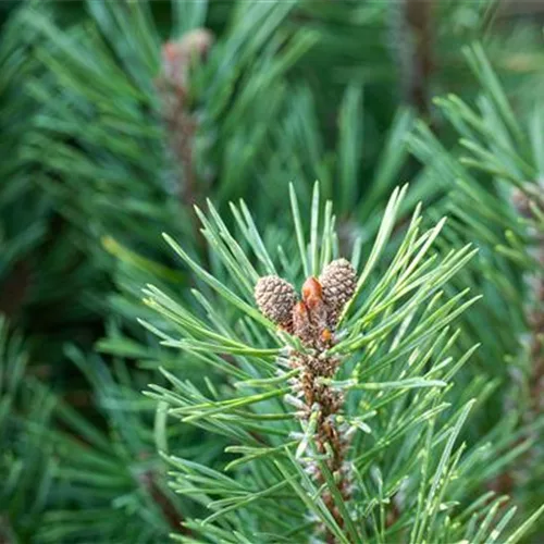 Die passenden Nadelgehölze für jeden Standort im Garten