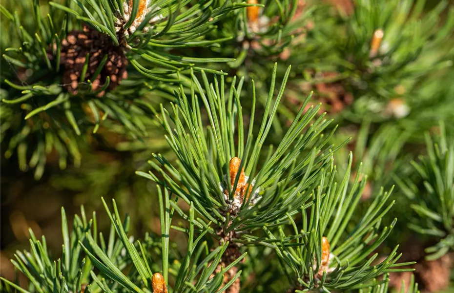 Die passenden Nadelgehölze für jeden Standort im Garten