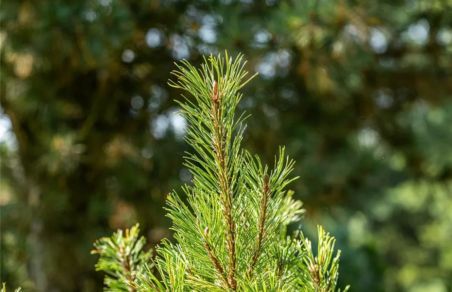 Die passenden Nadelgehölze für jeden Standort im Garten