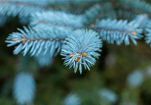 Gartengestaltung mit Nadelgehölzen – Ein immergrüner Garten