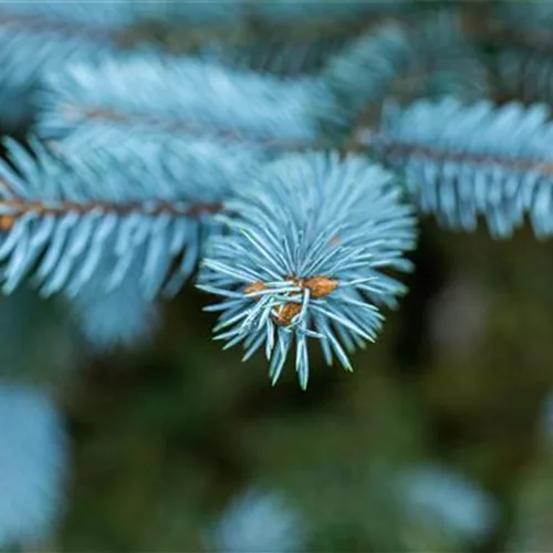 Gartengestaltung mit Nadelgehölzen – Ein immergrüner Garten