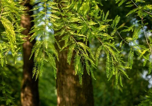 Die beliebtesten Nadelgehölze – Stars mit Nadeln im Garten