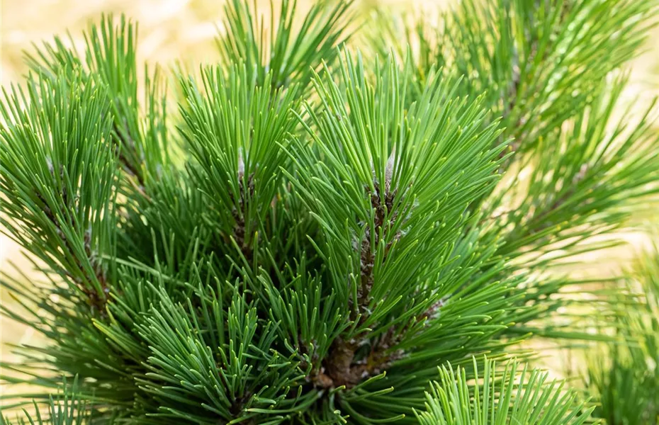 Die beliebtesten Nadelgehölze – Stars mit Nadeln im Garten