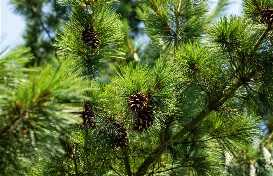 Die beliebtesten Nadelgehölze – Stars mit Nadeln im Garten