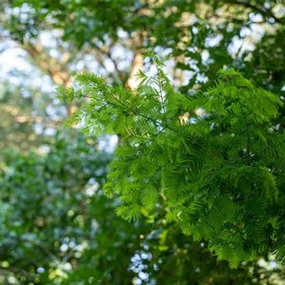 Nadelgehölze einpflanzen und den Garten immergrün gestalten