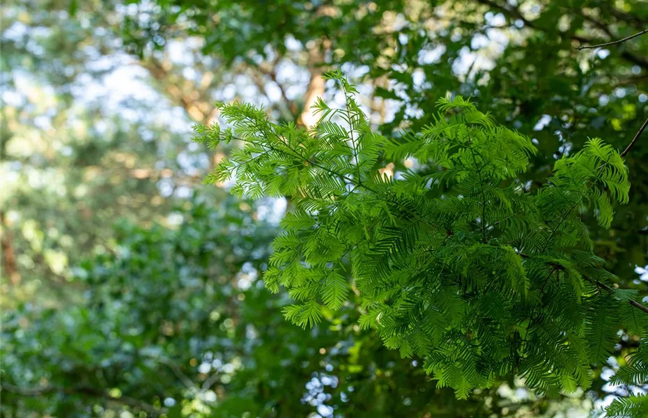 Nadelgehölze einpflanzen und den Garten immergrün gestalten