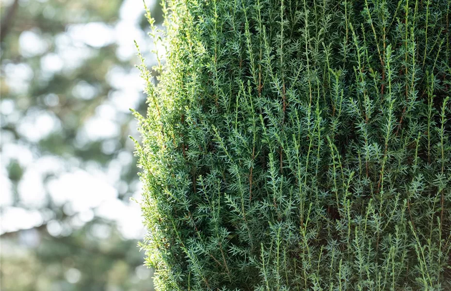 Nadelgehölze einpflanzen und den Garten immergrün gestalten