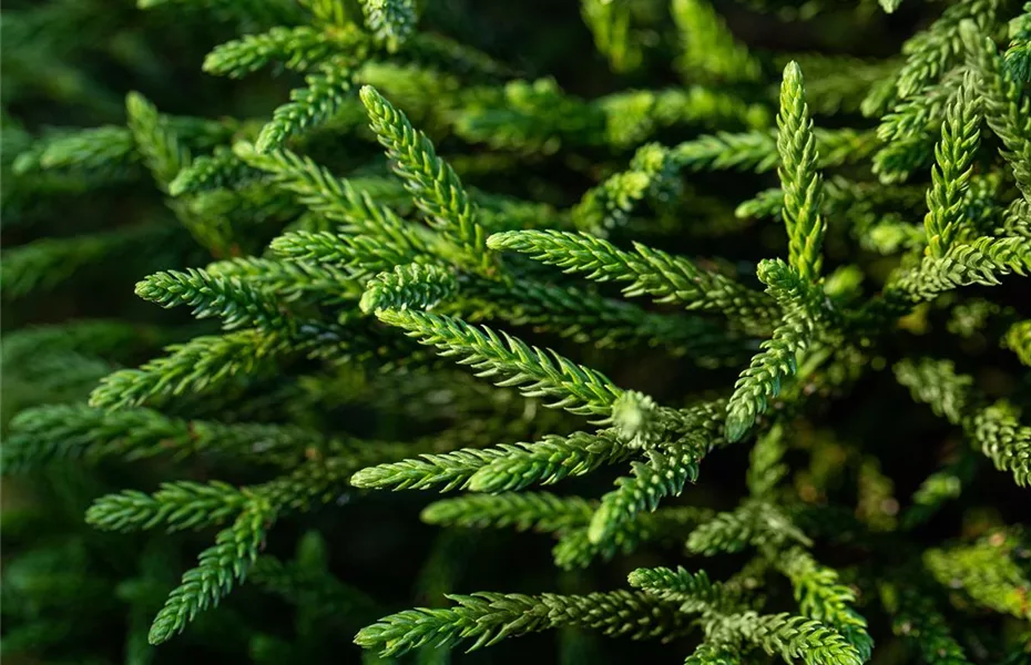 Nadelgehölze einpflanzen und den Garten immergrün gestalten