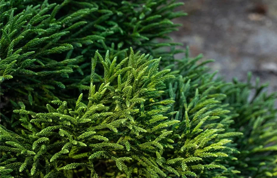 Nadelgehölze einpflanzen und den Garten immergrün gestalten