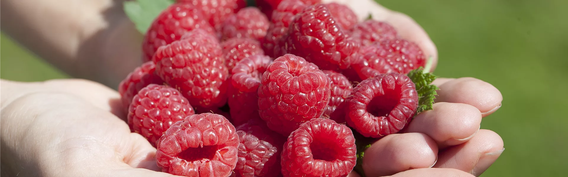 Obst im Kübel: Himbeeren