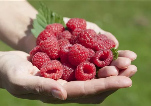 Obst im Kübel: Himbeeren