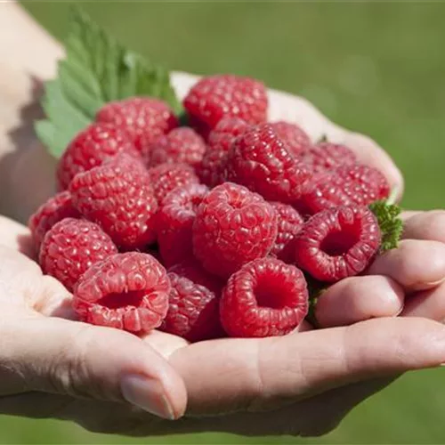 Obst im Kübel: Himbeeren