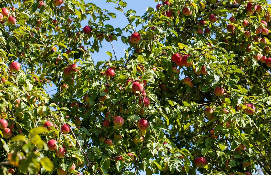 Obstgehölze einpflanzen und einen Naschgarten erschaffen