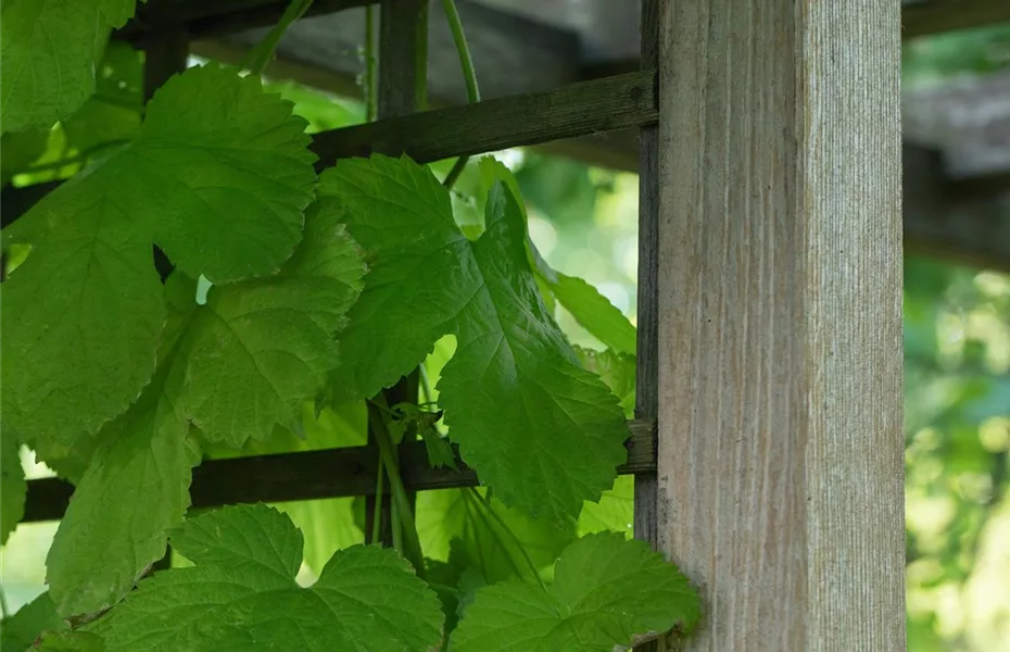 Obstgehölze einpflanzen und einen Naschgarten erschaffen