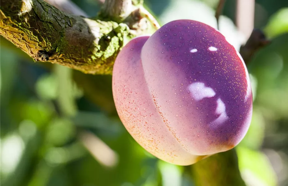 Obstgehölze pflegen und den Garten gleich mit