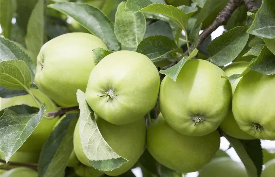 Obstgehölze pflegen und den Garten gleich mit