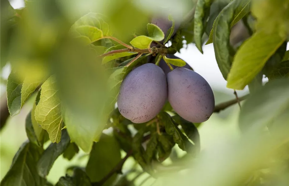 Obstgehölze pflegen und den Garten gleich mit