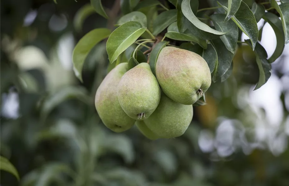 Einen Naschgarten mit Obstgehölzen anlegen und losnaschen