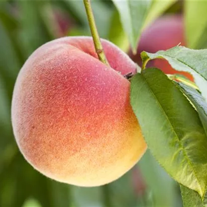 Obstbäume brauchen Sommerschnitt für die optimale Ernte