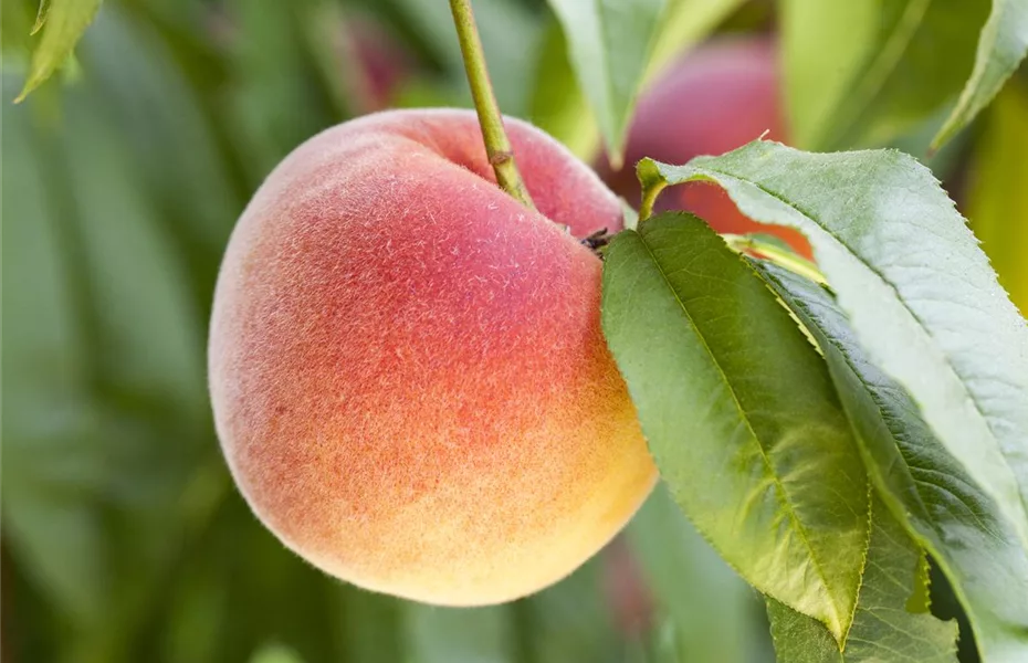 Obstbäume brauchen Sommerschnitt für die optimale Ernte