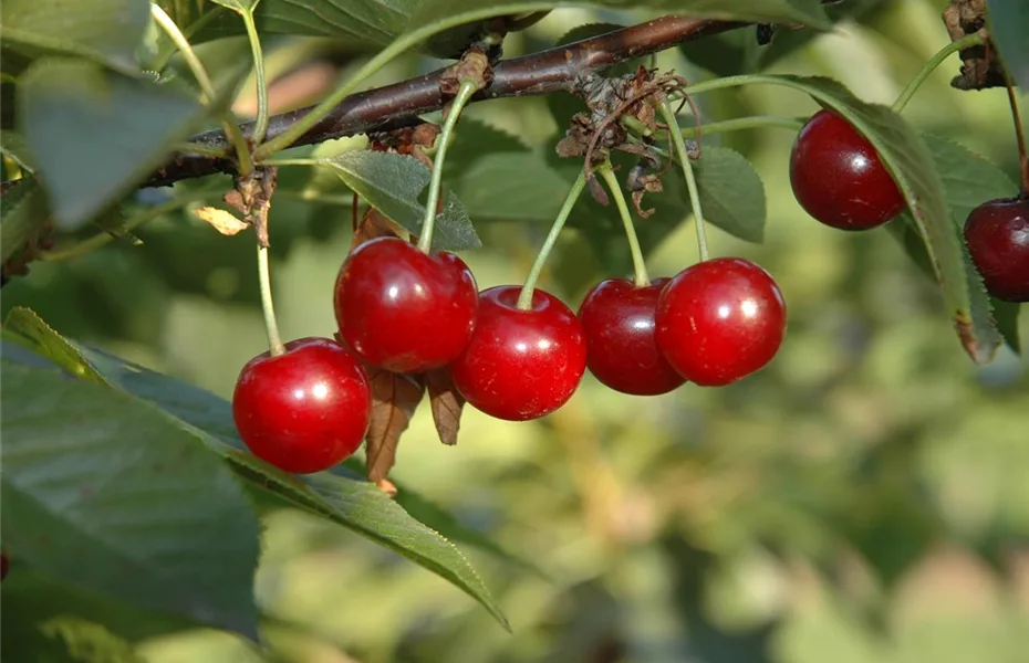 Obstgehölze nach dem Kauf behandeln und richtig pflegen