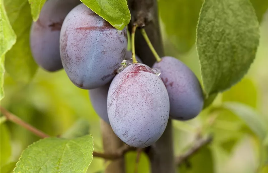 Obstgehölze nach dem Kauf behandeln und richtig pflegen