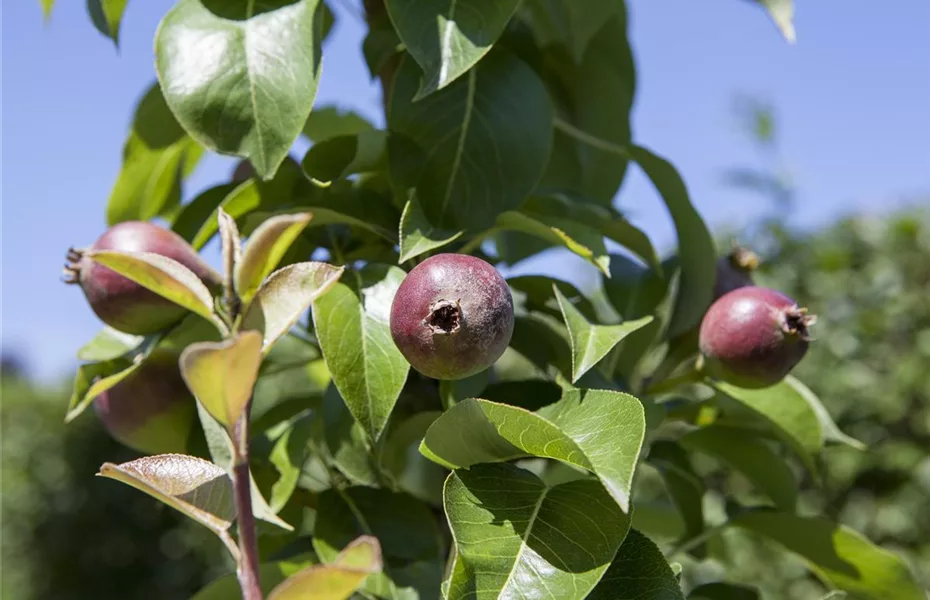 Der Obstgarten – viele Leckereien für große und kleine Naschkatzen