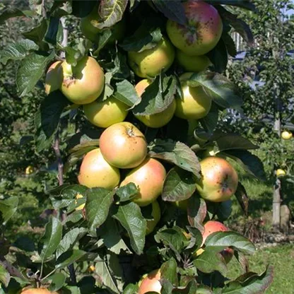 Die Streuobstwiese – Gesundheit zum Selberpflücken