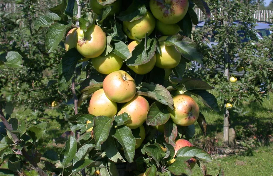 Die Streuobstwiese – Gesundheit zum Selberpflücken