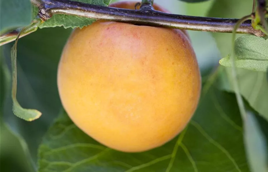 Die Früchte des Gartens gut verarbeiten