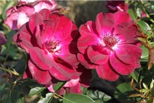 Strauchrose 'Burgundy Ice'® 5 Liter Topf