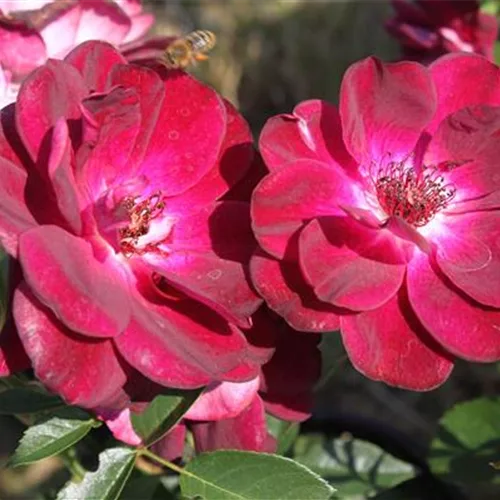 Strauchrose 'Burgundy Ice'®