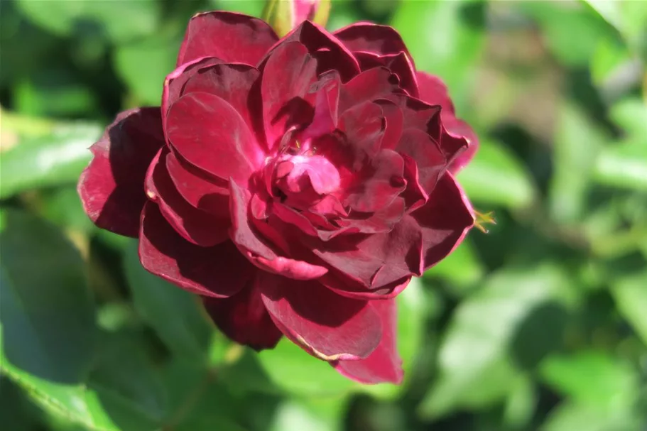 Strauchrose 'Burgundy Ice'® 5 Liter Topf