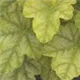 heuchera-gruenlaubig100.jpg