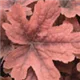 heuchera-sweet-tea100.jpg