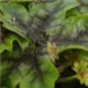 heucherella-tapestry100.jpg