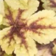 heucherella-golden-zebra100.jpg