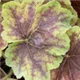 heuchera-solar-eclipse100.jpg