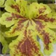 heuchera-solar-power100.jpg