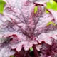 heuchera-amethyst-myst100.jpg