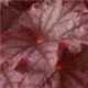 heuchera-beautifull-dancer100.jpg