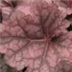 heuchera-berry-smoothie100.jpg